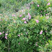 Carolina Rose Shrub 2 - GAL Plants - Garden for Wildlife