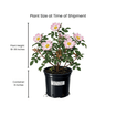 Carolina Rose Shrub 2 - GAL Plants - Garden for Wildlife