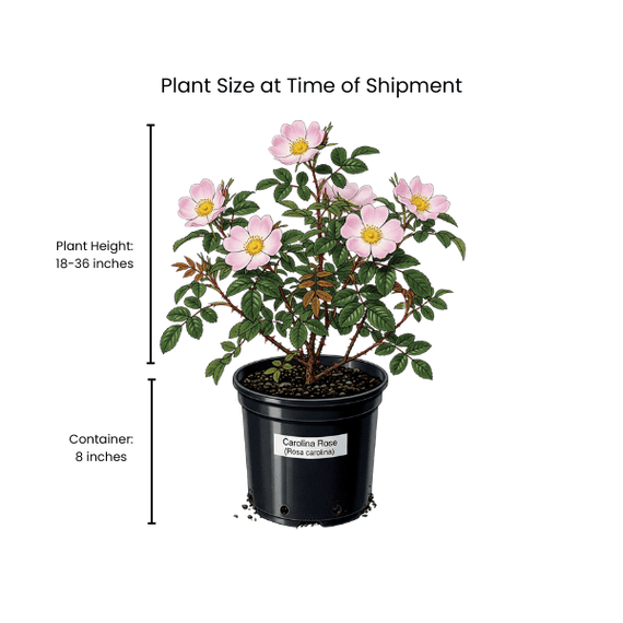 Carolina Rose Shrub 2 - GAL Plants - Garden for Wildlife