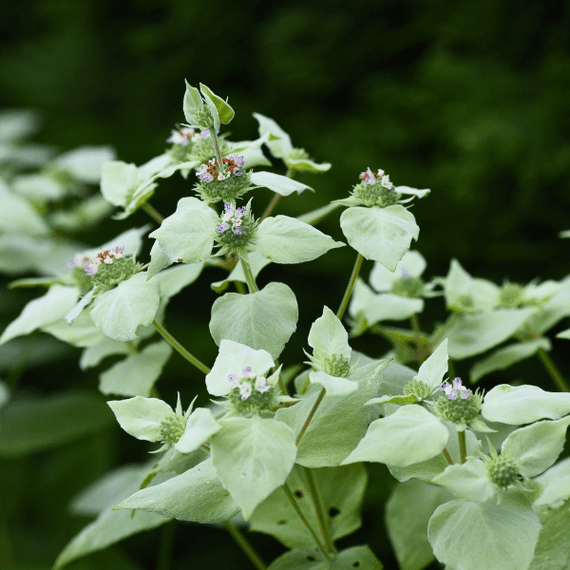 Clustered Mountainmint Plant Sets Plants - Garden for Wildlife