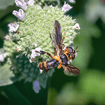 Clustered Mountainmint Plant Sets Plants - Garden for Wildlife