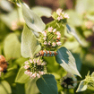 Clustered Mountainmint Plant Sets Plants - Garden for Wildlife