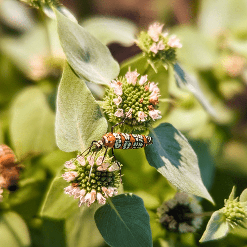 Clustered Mountainmint Plant Sets Plants - Garden for Wildlife