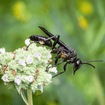 Clustered Mountainmint Plant Sets Plants - Garden for Wildlife