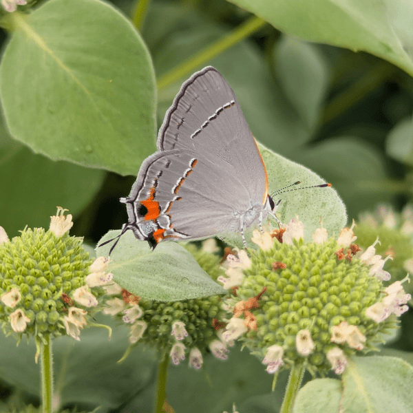 Clustered Mountainmint Plant Sets Plants - Garden for Wildlife