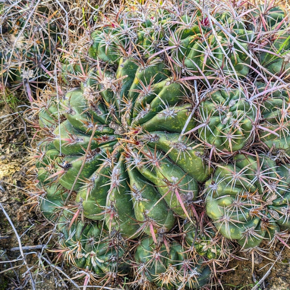 types of barrel cactus Coast Barrel Cactus