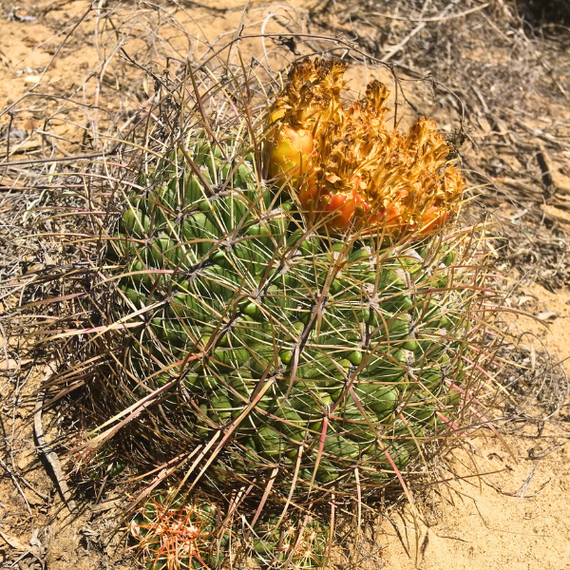 Coast Barrel Cactus