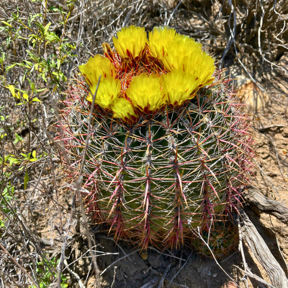 barrel cactus blooms Coast Barrel Cactus