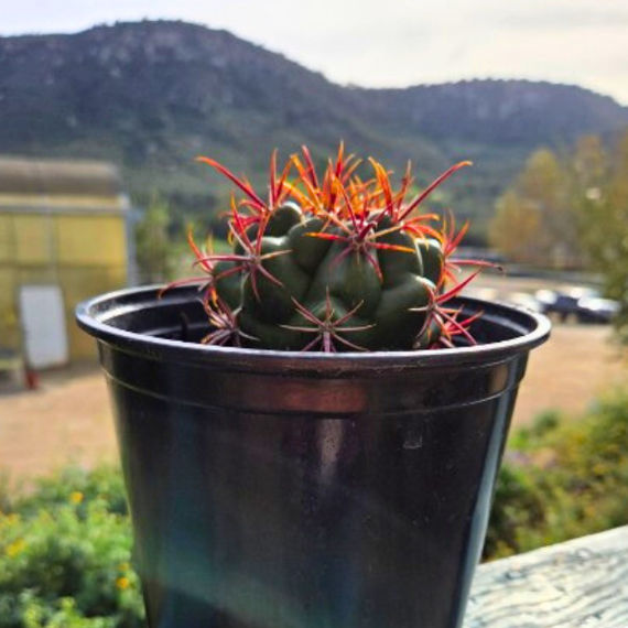 cactus sd card Coast Barrel Cactus