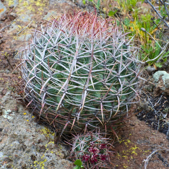 Coast Barrel Cactus