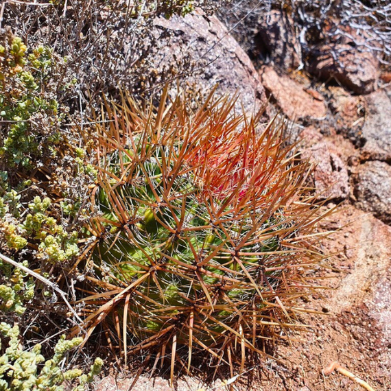 Coast Barrel Cactus