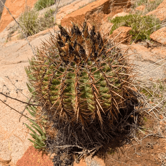 Coast Barrel Cactus