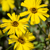 Coast Sunflower Plant Sets Plants - Garden for Wildlife