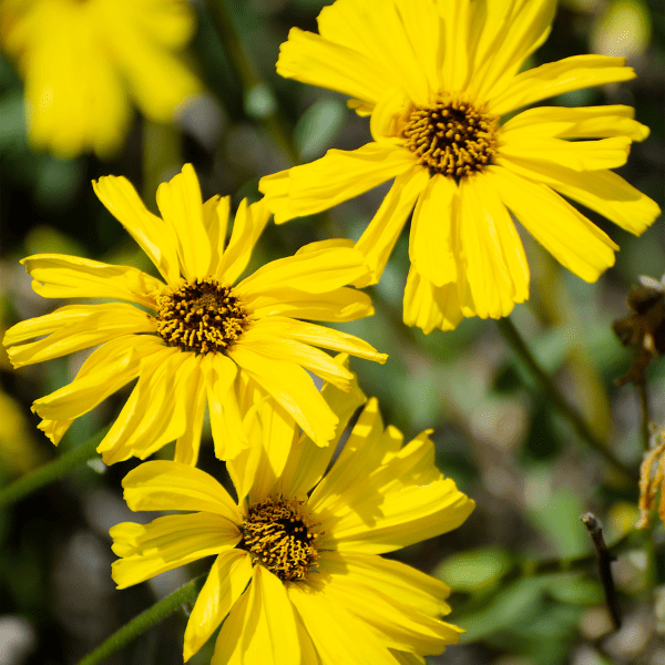 Coast Sunflower Plant Sets Plants - Garden for Wildlife
