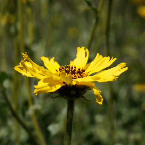 Coast Sunflower Plant Sets Plants - Garden for Wildlife