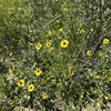 Coast Sunflower Plant Sets Plants - Garden for Wildlife