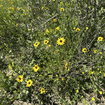 Coast Sunflower Plant Sets Plants - Garden for Wildlife