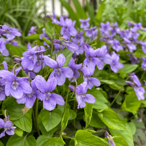 Common Blue Violet Plant Sets Plants - Garden for Wildlife