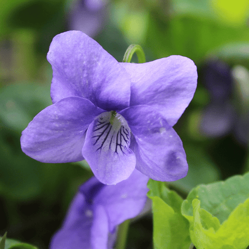 Common Blue Violet Plant Sets Plants - Garden for Wildlife