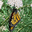 Common Yarrow Plant Sets Plants - Garden for Wildlife