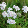 Common Yarrow Plant Sets Plants - Garden for Wildlife