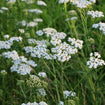 Common Yarrow Plant Sets Plants - Garden for Wildlife