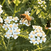 Common Yarrow Plant Sets Plants - Garden for Wildlife