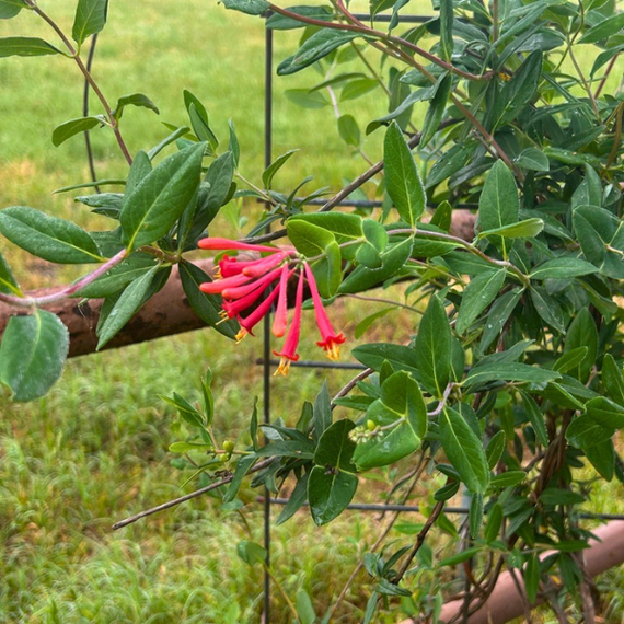 honeysuckle house plant Native Honeysuckle Vine Plant Sets