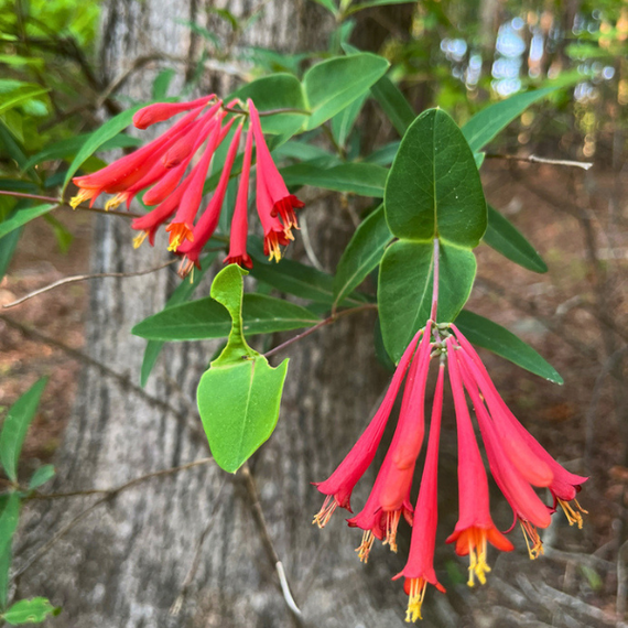 Coral Honeysuckle Vine Plant Sets
