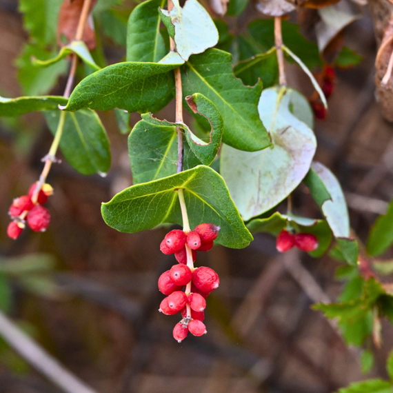 【Coralꪔ̤̫】MLink　CLHOOK7　5個セット Native Honeysuckle Vine Plant Sets | Attract Hummingbirds