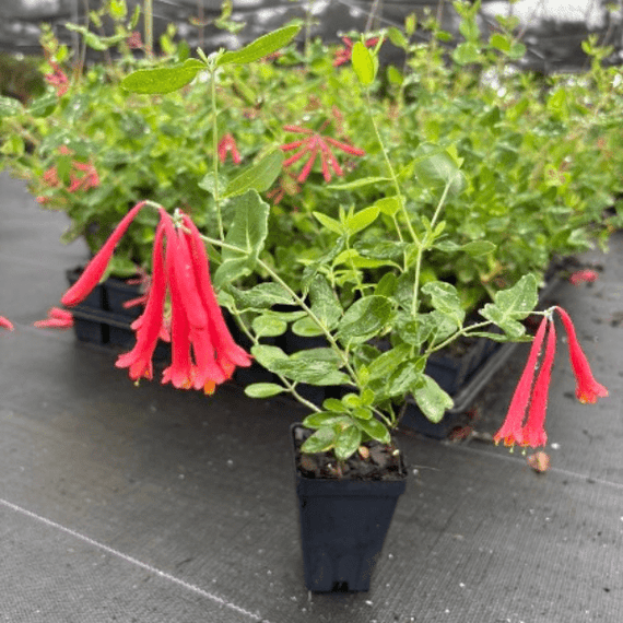 can you plant honeysuckle in a pot Coral Honeysuckle Vine Plant Sets
