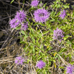 Coyote Mint Plant Sets Plants - Garden for Wildlife