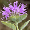 Coyote Mint Plant Sets Plants - Garden for Wildlife