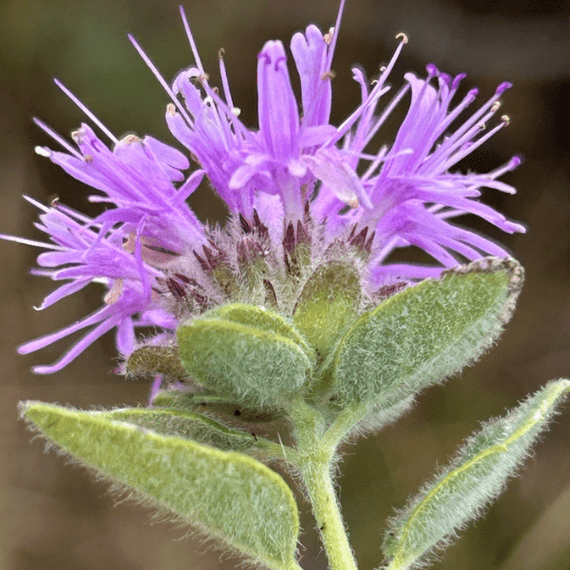 Coyote Mint Plant Sets Plants - Garden for Wildlife