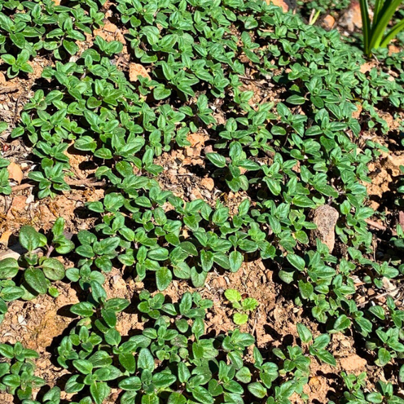 Coyote Mint Plant Sets