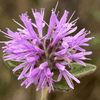 Coyote Mint Plant Sets Plants - Garden for Wildlife