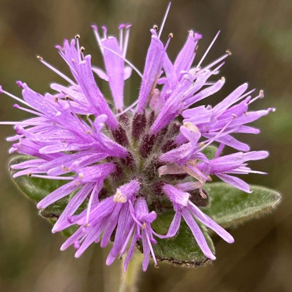 Coyote Mint Plant Sets Plants - Garden for Wildlife