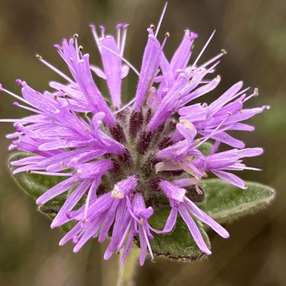 Coyote Mint Plant Sets Plants - Garden for Wildlife