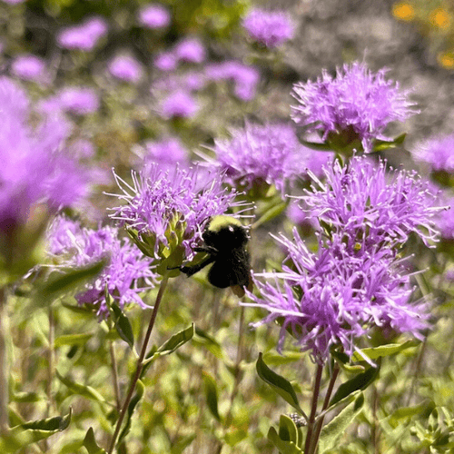Coyote Mint Plant Sets Plants - Garden for Wildlife