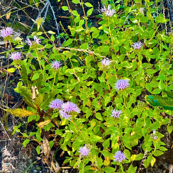 Coyote Mint Plant Sets