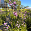 Dense Blazing Star Plant Sets Plants - Garden for Wildlife