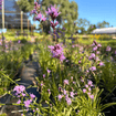 Dense Blazing Star Plant Sets Plants - Garden for Wildlife