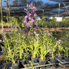 Dense Blazing Star Plant Sets Plants - Garden for Wildlife