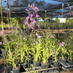 Dense Blazing Star Plant Sets Plants - Garden for Wildlife