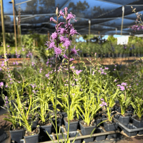 Dense Blazing Star Plant Sets Plants - Garden for Wildlife