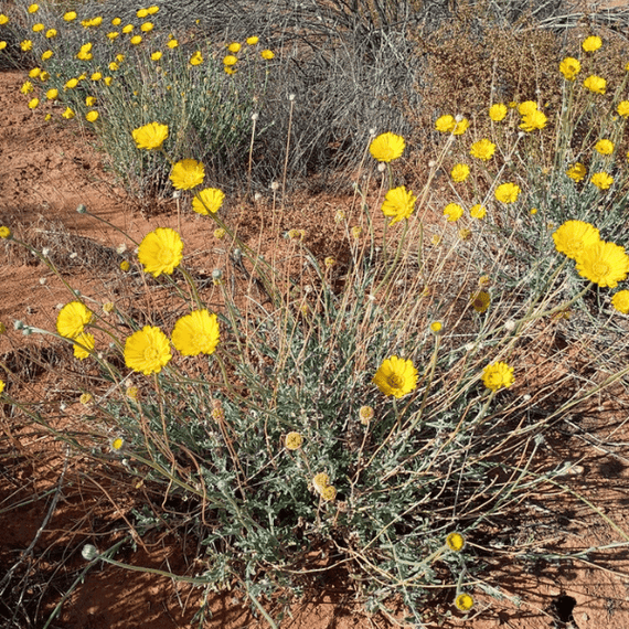 Desert Marigold Plant Sets