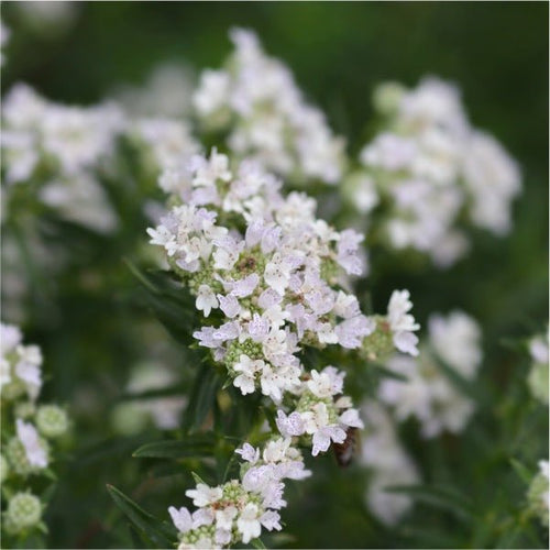 Drought Defenders Plants - Garden for Wildlife