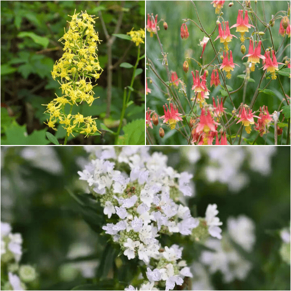 Drought Defenders Plants - Garden for Wildlife