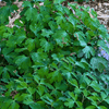 Eastern Columbine Plant Sets Plants - Garden for Wildlife
