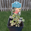 Eastern Columbine Plant Sets Plants - Garden for Wildlife